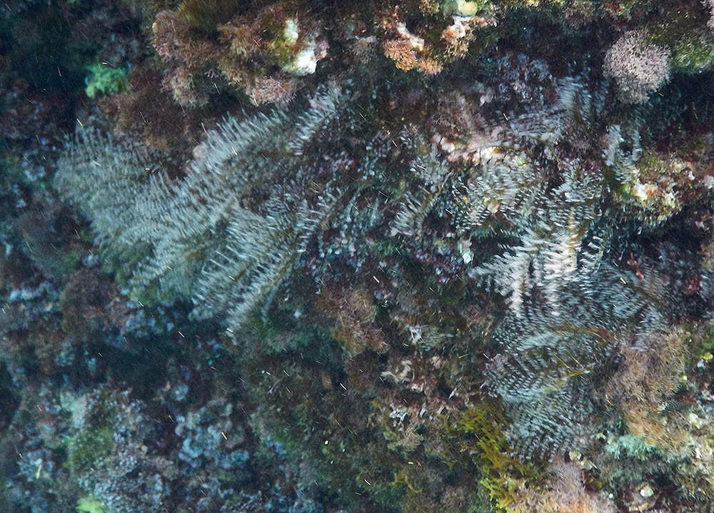 Aglaophenia ?